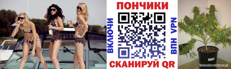 Купить закладки  Лесозаводск  Канабис VHQ 